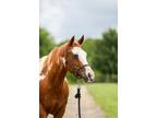 Adopt XXXcessive Feature a Paint Paint/Pinto horse in Nicholasville