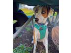 Adopt Potomac a White - with Brown or Chocolate Australian Shepherd / Mutt /