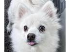 Adopt Bagel a Spitz (Unknown Type, Medium) / Mixed dog in San Ramon