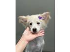 Adopt Haetae a White - with Red, Golden, Orange or Chestnut Pomeranian / Spitz