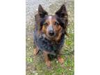 Adopt WENDY a Australian Shepherd / Mixed dog in Crossville, TN (41426992)