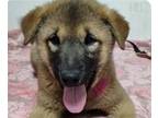 Adopt Percy a Jindo / Mixed dog in San Ramon, CA (41203411)