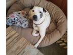 Adopt Chance 3 a Dalmatian / Mixed dog in Fort Collins, CO (40674431)