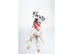 Adopt Walker A a Dalmatian / Mixed dog in Fort Collins, CO (40674467)