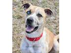 Adopt Charles a White - with Tan, Yellow or Fawn Catahoula Leopard Dog / Mixed