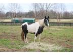 Adopt Romero a Paint Grade / Gaited horse in Nicholasville, KY (39479048)