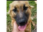 Adopt Molly a Brown/Chocolate - with Black Shepherd (Unknown Type) / Chow Chow /