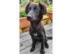 Adopt Jax a Black Border Collie / Mixed dog in Fayetteville, NC (41279066)