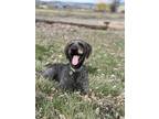 Adopt Pepper a Gray/Silver/Salt & Pepper - with Black Labradoodle / Mixed dog in