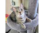 Adopt April a Tan or Fawn Tabby Domestic Shorthair (short coat) cat in Umatilla