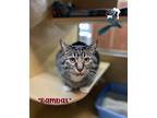 Adopt Bambas a Brown Tabby Domestic Shorthair (short coat) cat in Centerville