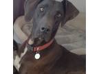 Adopt Thelma a Black - with White Great Dane / Mixed dog in Carlsbad