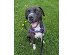 Adopt Ryan Reynolds a Mixed Breed (Large) / Mixed dog in Sheboygan