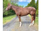 Adopt Miss Swift Kitty a Bay Thoroughbred horse in Nicholasville, KY (41135271)