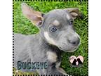 Adopt Buckeye a Gray/Silver/Salt & Pepper - with White Boxer / Golden Retriever