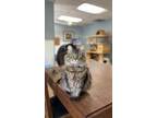 Adopt Cat 25753 (Mischa) a Maine Coon (long coat) cat in Parlier, CA (41401263)