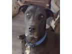 Adopt Louise a Black - with White Great Dane / Mixed dog in Carlsbad