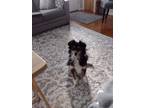 Adopt Lucy a Black - with Tan, Yellow or Fawn Australian Shepherd / Mixed dog in