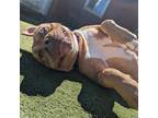 Adopt Chunky Butt Bug a American Pit Bull Terrier / Mixed dog in Aberdeen