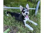 Adopt COME MEET Millie a Black - with Tan, Yellow or Fawn Husky / Shepherd