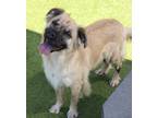 Adopt Matcha a Tan/Yellow/Fawn - with Black Australian Shepherd / Mixed dog in