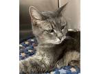 Adopt Tessa a Domestic Mediumhair / Mixed cat in St. George, UT (41423748)