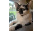 Adopt Four beautiful male kittens! a Black & White or Tuxedo American Shorthair