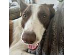 Adopt SAGE a Border Collie / Mixed dog in Palm City, FL (40801245)