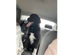 Adopt Duke a Black - with White Labrador Retriever / Great Pyrenees / Mixed dog