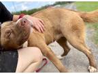 Adopt Thor a Australian Shepherd / Mixed Breed (Medium) / Mixed dog in St.