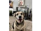 Adopt Cesar a Tricolor (Tan/Brown & Black & White) German Shepherd Dog / Beagle