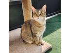Adopt Betty Rose a Tan or Fawn Tabby Domestic Shorthair (short coat) cat in
