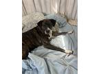 Adopt Bailey a Brindle - with White Hound (Unknown Type) / Boxer / Mixed dog in