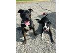 Adopt Lester a Black Mixed Breed (Medium) / Mixed Breed (Medium) / Mixed (short