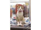 Adopt June Bug a Abyssinian (short coat) cat in Parlier, CA (41352809)