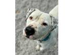 Adopt Raider a White - with Black American Pit Bull Terrier / Mixed dog in