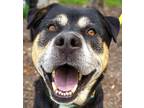 Adopt TEXAS a Black - with Tan, Yellow or Fawn Rottweiler / Husky / Mixed dog in