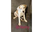 Adopt Brittany a Dachshund / American Pit Bull Terrier / Mixed dog in Topeka