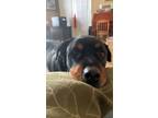 Adopt Royal a Black - with Tan, Yellow or Fawn Rottweiler / Mixed dog in Castle