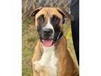 Adopt Edgar a Tan/Yellow/Fawn - with White Labrador Retriever / Great Dane /