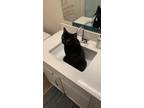 Adopt Moose a All Black Bombay / Mixed (medium coat) cat in Mound, MN (41426581)