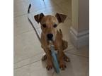 Adopt Rex a Tan/Yellow/Fawn Black Mouth Cur / Rhodesian Ridgeback / Mixed dog in