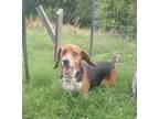 Adopt Roxanne a Tricolor (Tan/Brown & Black & White) Beagle / Mixed dog in