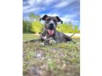 Adopt Polly Pocket a Brindle Plott Hound / Mixed dog in St.