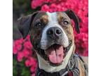 Adopt Bug a White American Pit Bull Terrier / Mixed dog in Philadelphia