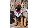 Adopt Brielle- CL a Rottweiler / Cane Corso / Mixed dog in Southlake
