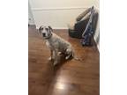 Adopt Sam a Merle Great Dane / Mixed dog in Lewisville, TX (41426348)