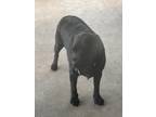 Adopt 2 black labs ( Slade & Jet) a Black Labrador Retriever / Mixed dog in West