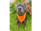 Adopt Stud Muffin a Merle Mixed Breed (Small) / Mixed Breed (Medium) / Mixed