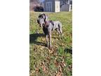 Adopt Varys a Gray/Blue/Silver/Salt & Pepper Great Dane / Mixed dog in